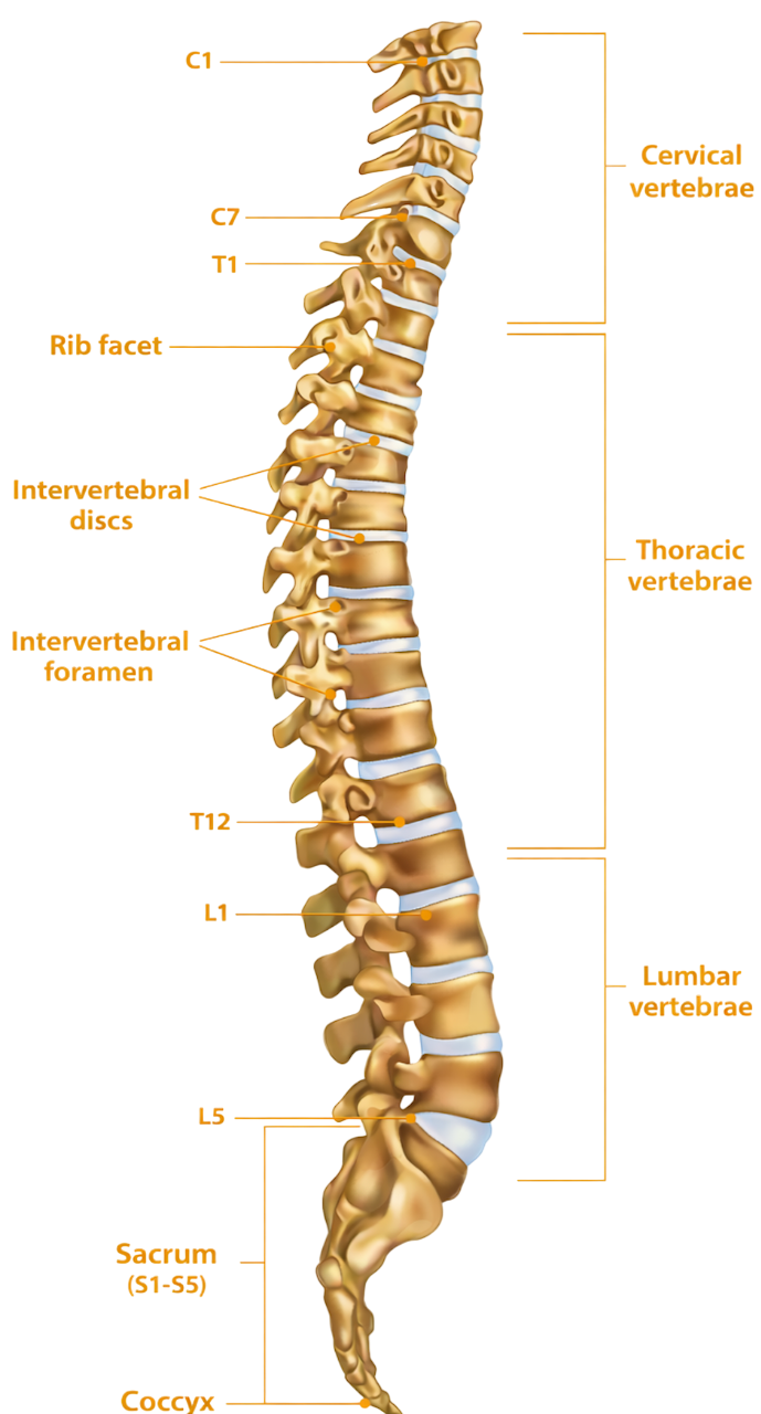 Spinal Cord